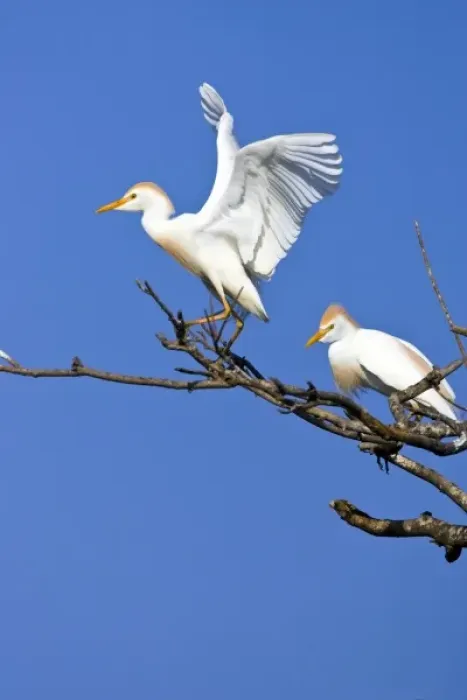 Framed Print : USA, Texas, High Island, High Island Rookery. Cattle egret pair in breeding plumage Framed Print : USA, Texas, High Island, High Island Rookery. Cattle egret pair in breeding plumage