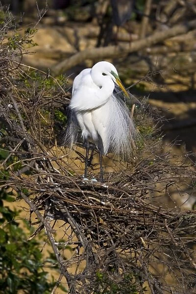 USA, Texas, High Island, High Island Rookery. Great egret on nest with eggs