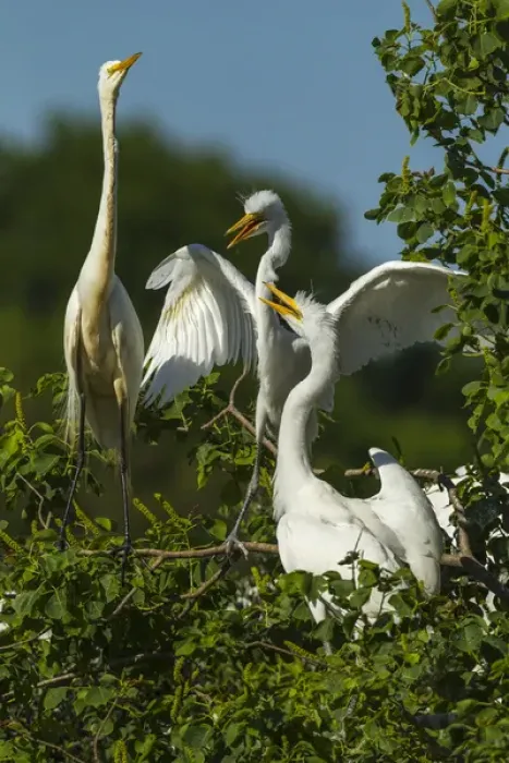 Framed Print : USA, Texas, High Island, Smith Oaks Rookery. Great egret parent at nest with chicks