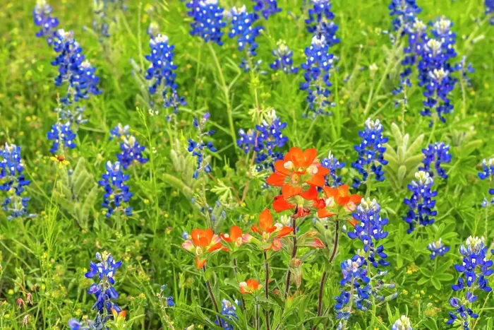 Framed Print : USA, Texas, Hill Country. Blooming bluebonnets and Indian paintbrush flowers Framed Print : USA, Texas, Hill Country. Blooming bluebonnets and Indian paintbrush flowers