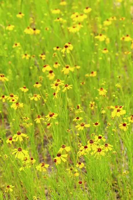 Framed Print : USA, Texas, Hill Country. Blooming coreopsis flowers