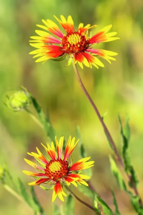 Framed Print : USA, Texas, Hill Country. Blooming gaillardia wildflowers