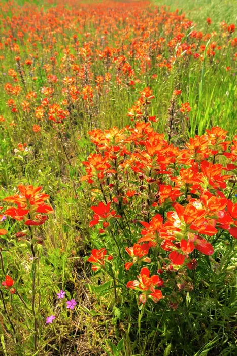 Framed Print : USA, Texas, Hill Country. Blooming Indian paintbrush flowers Framed Print : USA, Texas, Hill Country. Blooming Indian paintbrush flowers