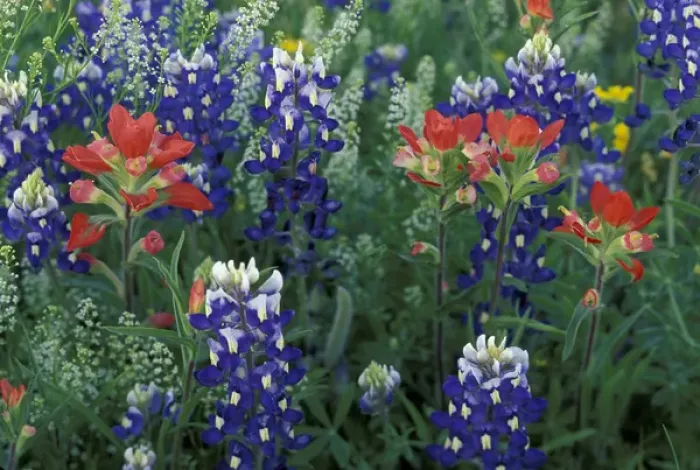 Framed Print : USA, Texas Hill Country. Bluebonnets and Paintbrush in bloom