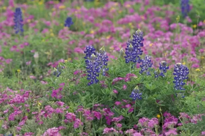 Framed Print : USA, Texas Hill Country. Bluebonnets among phlox Framed Print : USA, Texas Hill Country. Bluebonnets among phlox