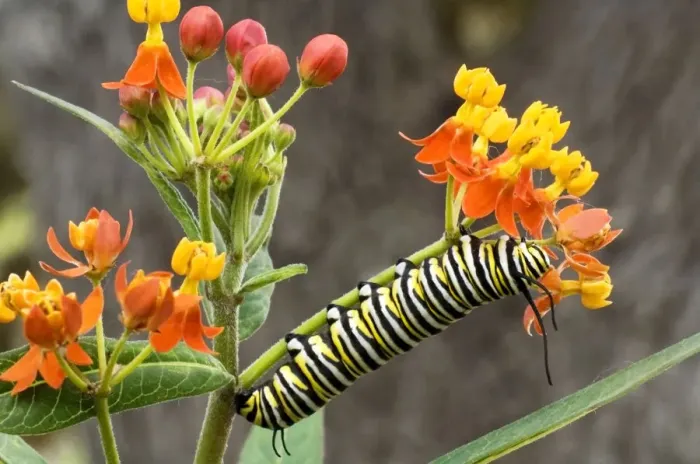 Framed Print : USA, Texas, Hill Country. Close-up of monarch butterfly caterpillar crawling on flower stalk Framed Print : USA, Texas, Hill Country. Close-up of monarch butterfly caterpillar crawling on flower stalk