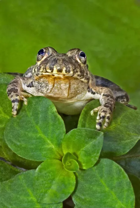 Framed Print : USA, Texas, Hill Country. Eastern barking frog on aquatic plants at in pond