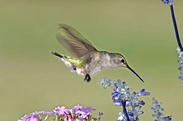 USA, Texas, Hill Country. Female black-chinned hummingbird hovering over flower