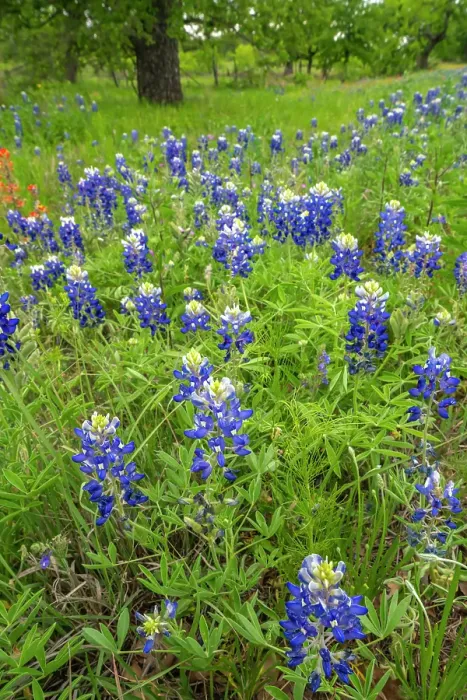 Framed Print : USA, Texas, Hill Country. Field with bluebonnet flowers