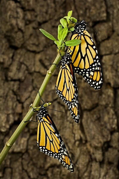 USA, Texas, Hill Country. Newly hatched monarch butterflies