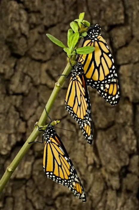 Framed Print : USA, Texas, Hill Country. Newly hatched monarch butterflies Framed Print : USA, Texas, Hill Country. Newly hatched monarch butterflies