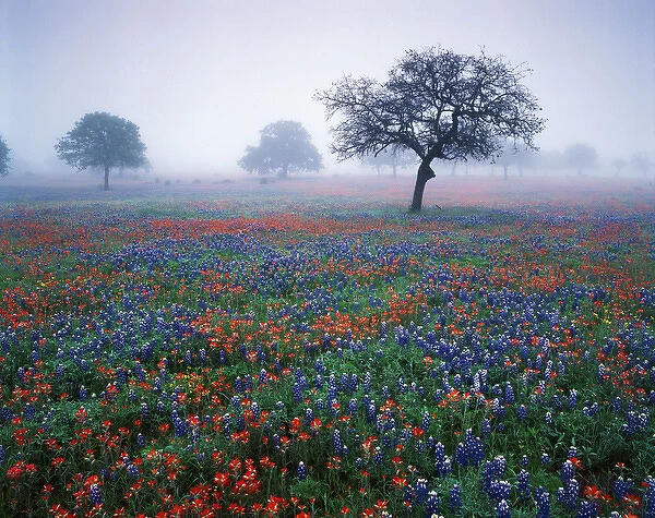 USA, Texas, Hill Country, View of texas paintbrush and bluebonnets flowers at dawn