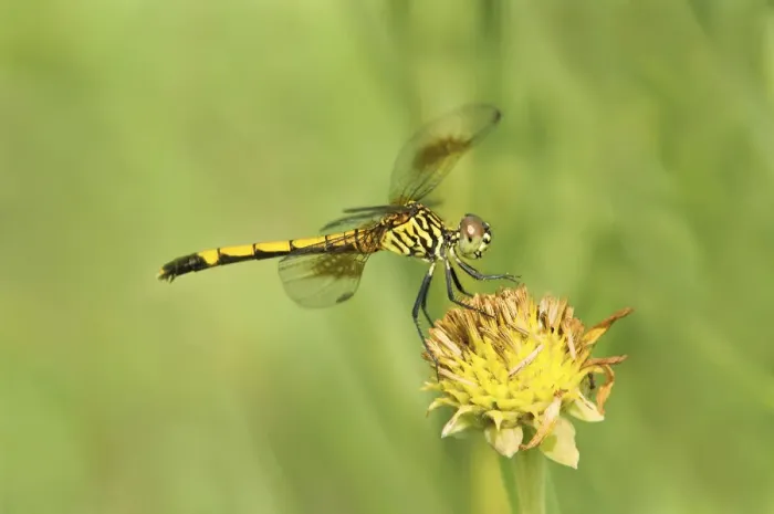 Framed Print : USA, Texas, Jefferson County. Female seaside dragonlet on wildflower Framed Print : USA, Texas, Jefferson County. Female seaside dragonlet on wildflower