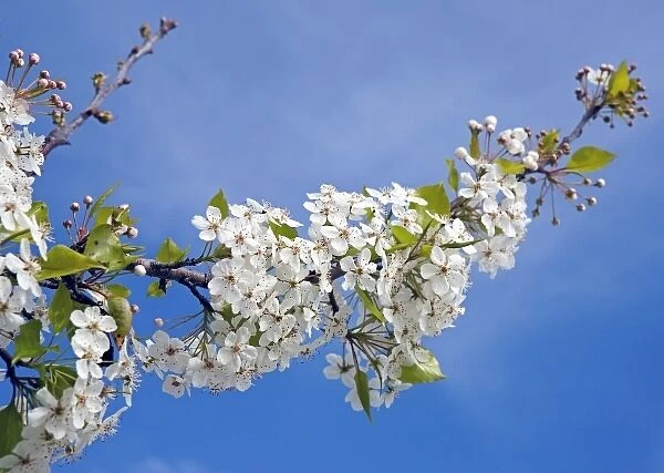 USA, Texas, Katy. Cherry tree in blossom