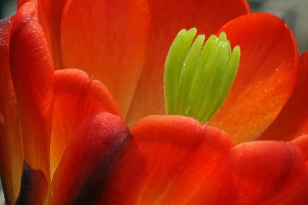 USA, Texas, Kimble County. Detail of claret cup cactus blossom. Credit as: Cathy