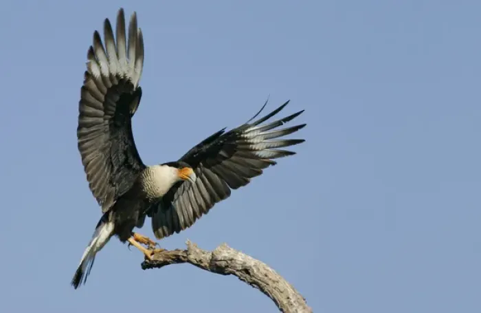 Framed Print : USA, Texas, Linn, Cozad Ranch. Crested caracara landing on tree branch. Credit as Framed Print : USA, Texas, Linn, Cozad Ranch. Crested caracara landing on tree branch. Credit as