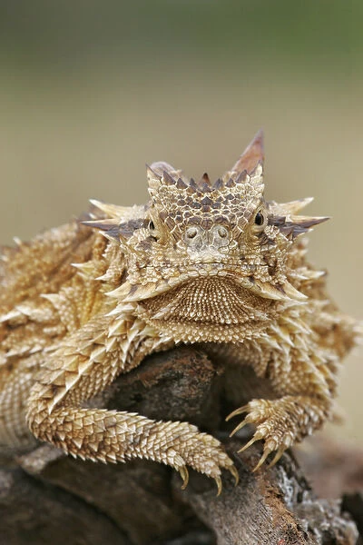 USA, Texas, Linn, Cozad Ranch. Horned lizard or toad rests on tree stump