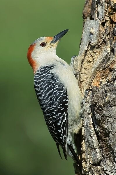 USA, Texas, Lipscomb. Portrait of male red-bellied woodpecker perched on stump