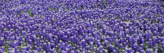 Framed Print : USA, Texas, Llano. Bluebonnets, the Texas state flower, carpet the Llano area of Texas