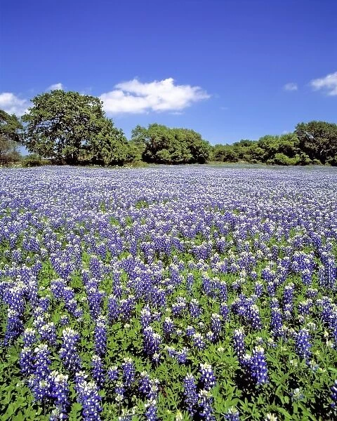 USA, Texas, Llano. Bluebonnets bathe in the Texas sun
