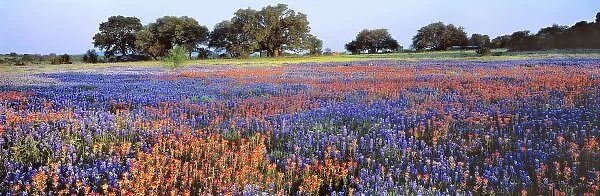 USA, Texas, Llano. Bluebonnets and redbonnets color the hill country near Llano, Texas