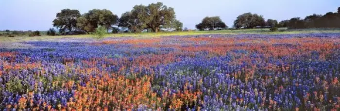 Framed Print : USA, Texas, Llano. Bluebonnets and redbonnets color the hill country near Llano, Texas Framed Print : USA, Texas, Llano. Bluebonnets and redbonnets color the hill country near Llano, Texas