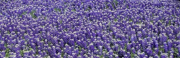 USA, Texas, Llano. Bluebonnets, the Texas state flower, carpet the Llano area of Texas