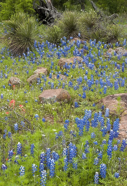 USA, Texas, Llano County. Field with bluebonnets and rocks
