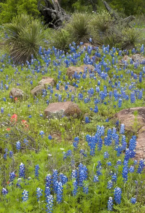 Framed Print : USA, Texas, Llano County. Field with bluebonnets and rocks