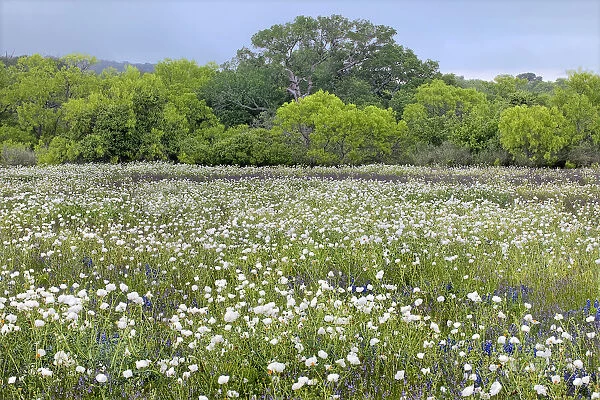 USA, Texas, Llano County. Field with white prickly poppies and oak trees