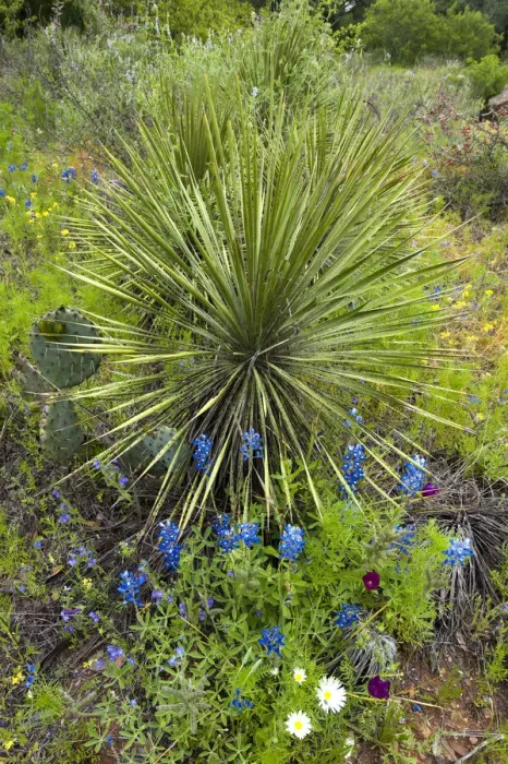 Framed Print : USA, Texas, Llano County. Scenic with bluebonnets and dagger plant agave Framed Print : USA, Texas, Llano County. Scenic with bluebonnets and dagger plant agave