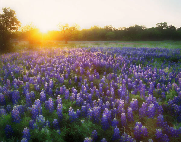 USA, Texas, Llano County. Sunrise abstract of field of bluebonnets