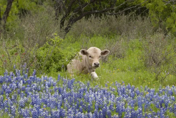 Framed Print : USA, Texas, Llano County. Young cow lays in grass bordered by bluebonnets Framed Print : USA, Texas, Llano County. Young cow lays in grass bordered by bluebonnets