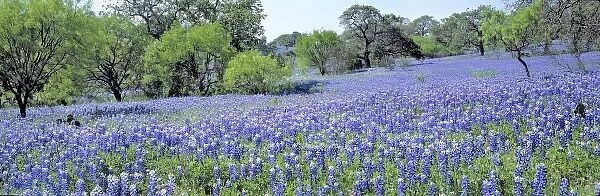 USA, Texas, Llano. These oak trees are a lovely color contrast to the carpet of purple