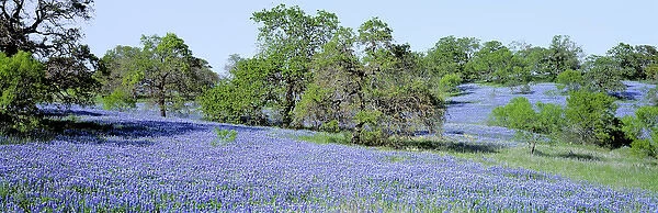 USA, Texas, Llano. Texas Bluebonnets, the state flower, fill these rolling oak-covered