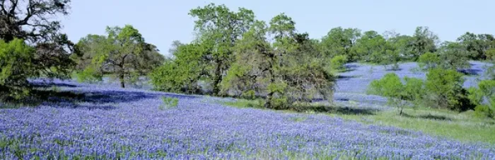 Framed Print : USA, Texas, Llano. Texas Bluebonnets, the state flower, fill these rolling oak-covered Framed Print : USA, Texas, Llano. Texas Bluebonnets, the state flower, fill these rolling oak-covered