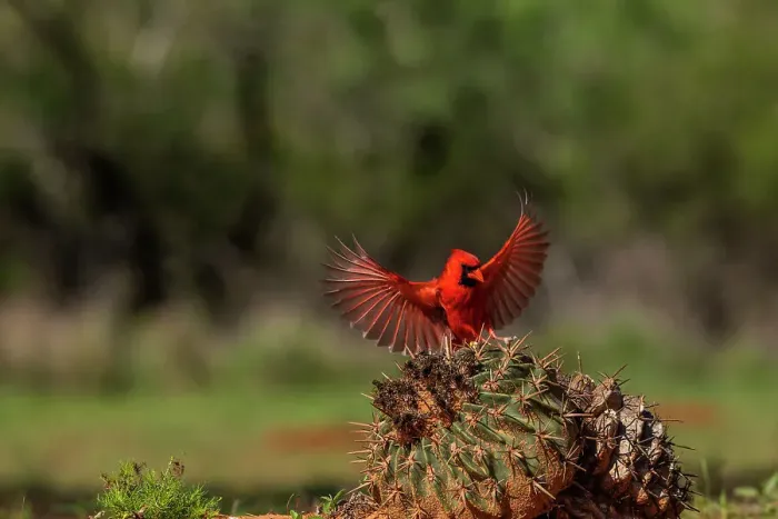 Framed Print : USA, Texas. Male cardinal bird landing on cactus. ©Jim Zuckerman / Jaynes Gallery / DanitaDelimont.com Framed Print : USA, Texas. Male cardinal bird landing on cactus. ©Jim Zuckerman / Jaynes Gallery / DanitaDelimont.com