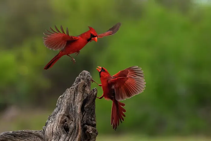 Framed Print : USA, Texas. Male cardinal birds and tree stump. ©Jim Zuckerman / Jaynes Gallery / DanitaDelimont.com Framed Print : USA, Texas. Male cardinal birds and tree stump. ©Jim Zuckerman / Jaynes Gallery / DanitaDelimont.com