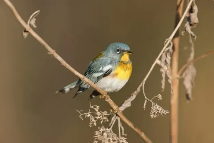 Framed Print : USA, Texas, Marion County, Caddo Lake. Male northern parula perched on a limb