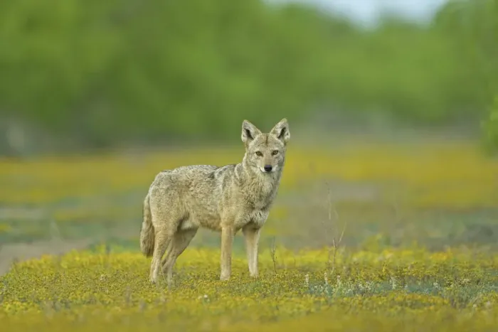 Framed Print : USA, Texas, Maverick County. Lone coyote caught unaware amid wildflowers. Credit as Framed Print : USA, Texas, Maverick County. Lone coyote caught unaware amid wildflowers. Credit as