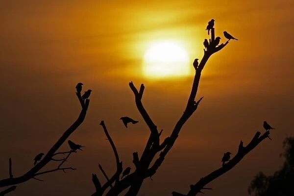 USA, Texas, McMullen County. Brown-headed cowbirds and setting sun