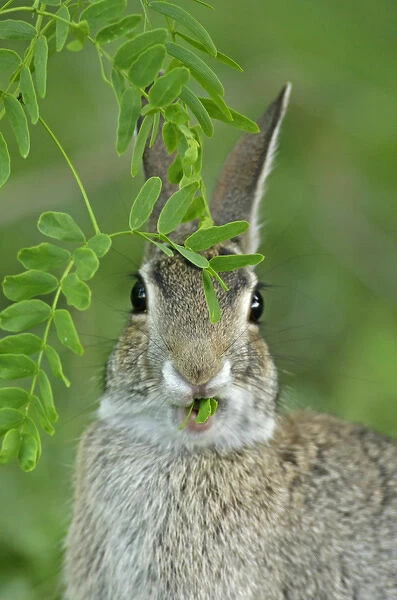 USA, Texas, McMullen County. Eastern cottontail rabbit eating new mesquite leaves