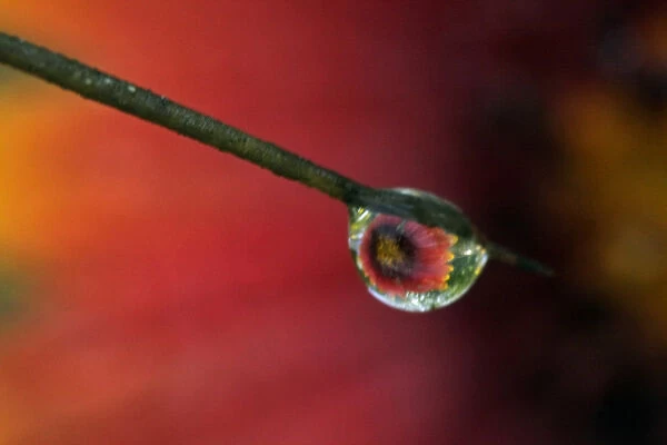 USA, Texas, McMullen County. Indian blanket reflected in water drop on prickly pear cactus spine