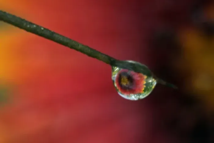 Framed Print : USA, Texas, McMullen County. Indian blanket reflected in water drop on prickly pear cactus spine
