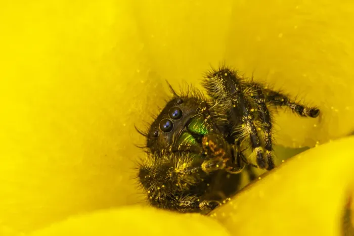 Framed Print : USA, Texas, McMullen County. Jumping spider inside prickly pear cactus blossom Framed Print : USA, Texas, McMullen County. Jumping spider inside prickly pear cactus blossom