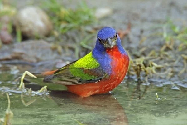 USA, Texas, McMullen County. Painted bunting male bathing. Credit as: Cathy & Gordon