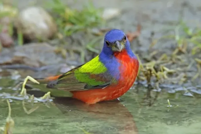 Framed Print : USA, Texas, McMullen County. Painted bunting male bathing. Credit as: Cathy & Gordon Framed Print : USA, Texas, McMullen County. Painted bunting male bathing. Credit as: Cathy & Gordon