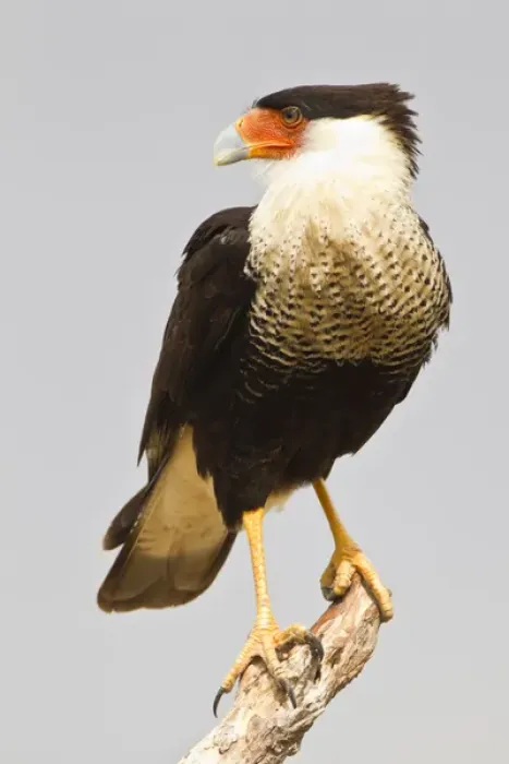 Framed Print : USA, Texas, Mission, Martin-Javelina Ranch. Crested caracara standing on branch stub Framed Print : USA, Texas, Mission, Martin-Javelina Ranch. Crested caracara standing on branch stub