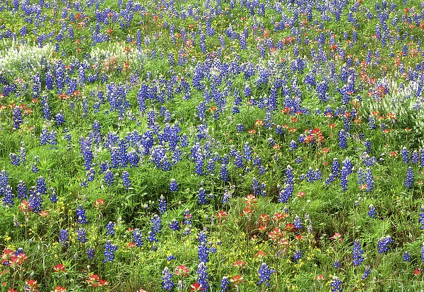 USA, Texas. Mix of wildflowers in Llano County