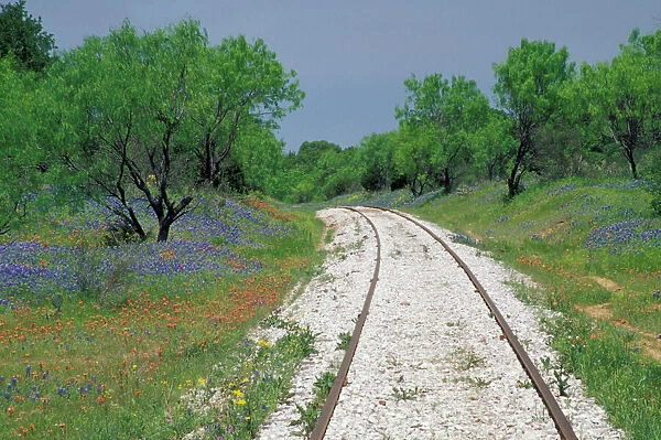 USA, Texas, near Marble Falls, Blue bonnets and abandoned rails